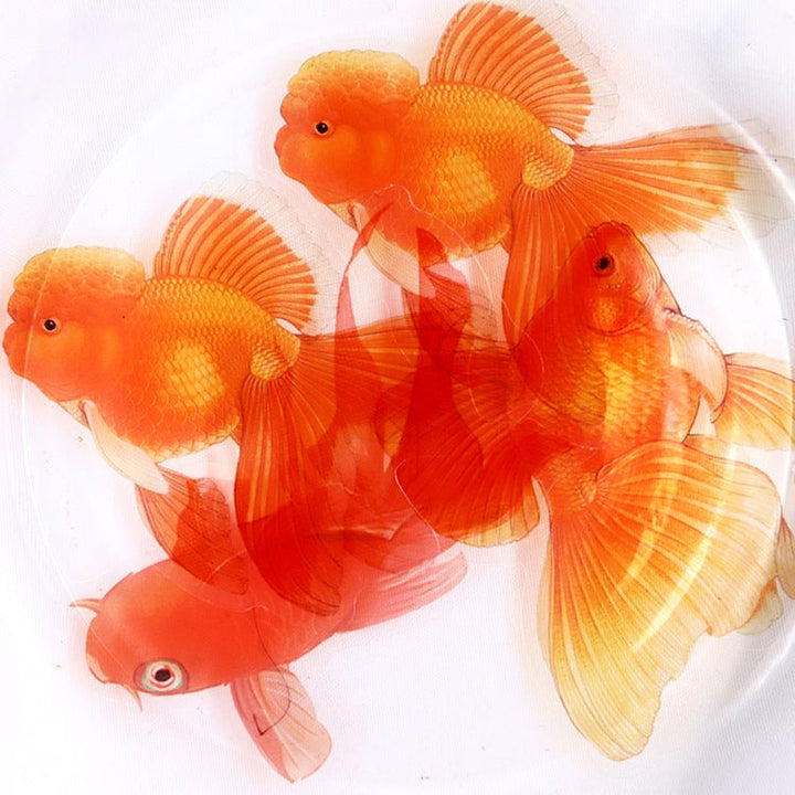 Shanjian Series Sticker Pack Seasonal Nature Scenery for DIY Artworks