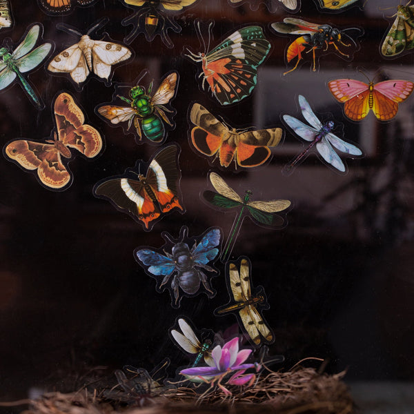Insect PET Stickers Insect Specimen Guidebook Artistic Stickers